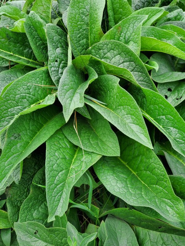 Comfrey Root Cuttings - Bocking #4   10 pack - Image 4