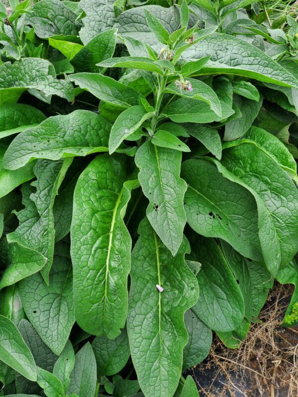 Comfrey Root Cuttings - Bocking #4   10 pack - Image 6