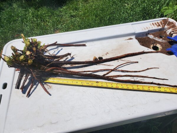 Comfrey Root Cuttings - Bocking #4   10 pack - Image 5