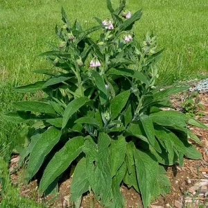 Comfrey Root Cuttings