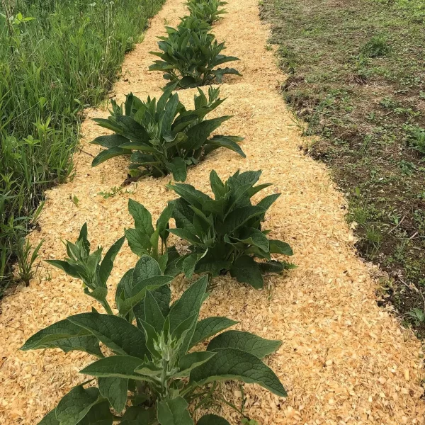 plant comfrey root cuttings