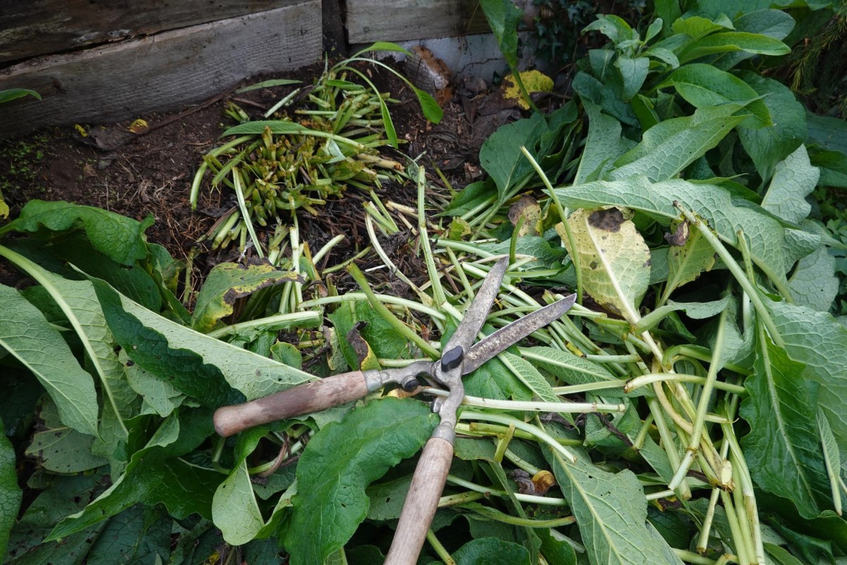 Fresh comfrey leaves used as chop and drop mulch around garden plants