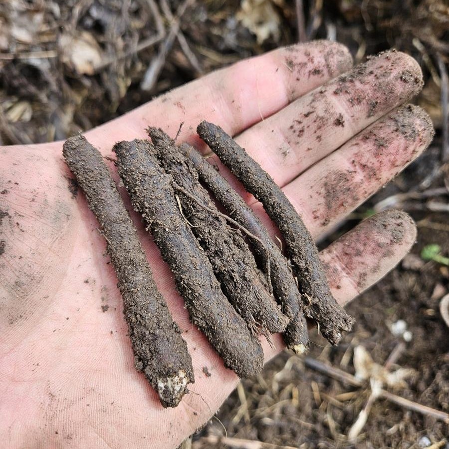 Hands planting a comfrey root cutting in garden soil