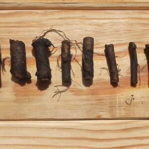 Bocking 4 root cuttings in a row