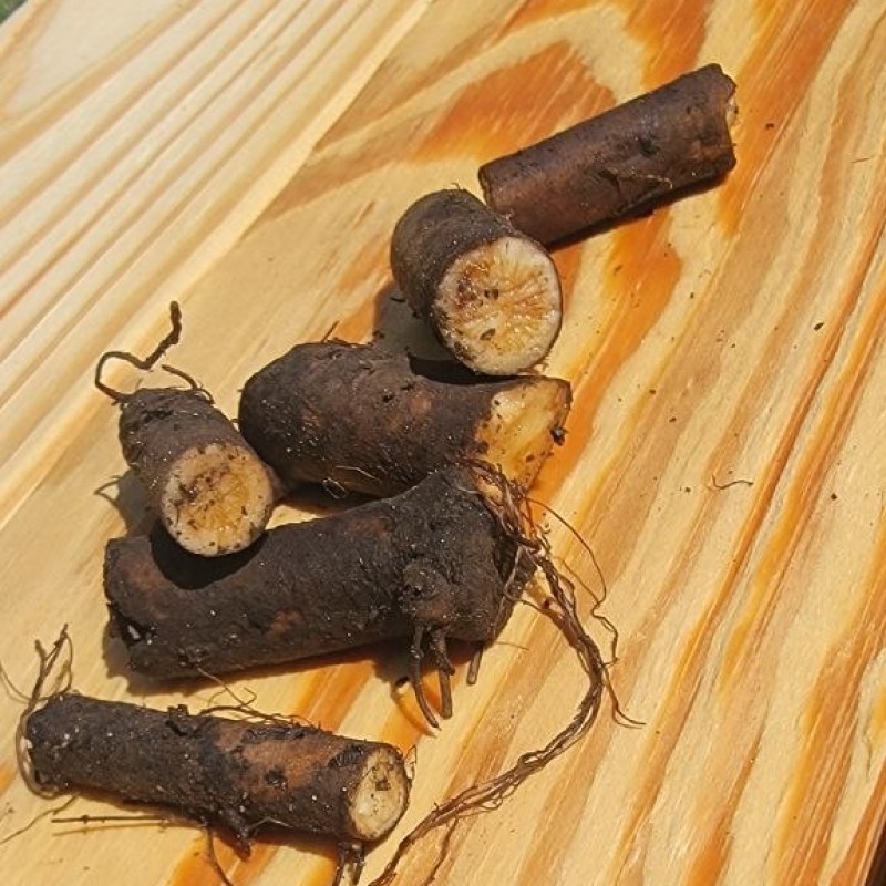 Bocking 4 comfrey root cuttings